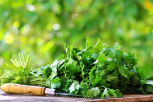 cilantro web